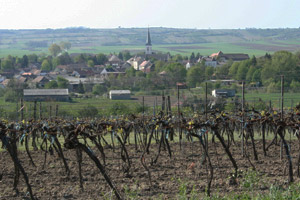 Weingarten im Frühling