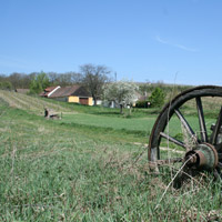 Weingarten im Frühling