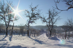 Weingarten im Winter